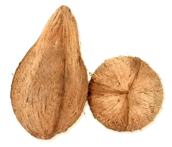 Coconut